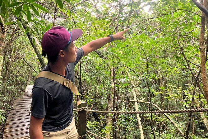 Amami Oshima Island Nature Highlights Day Tour - Mangrove Forest Kayaking Experience