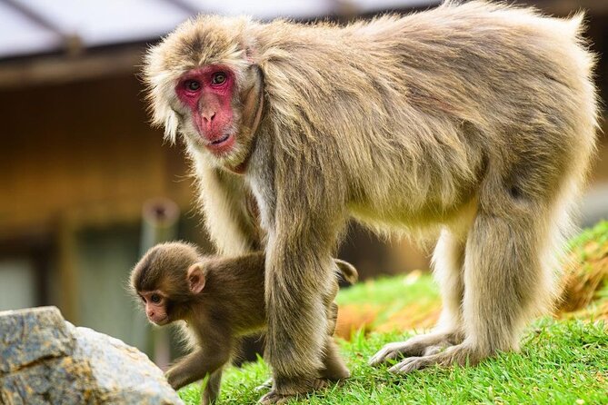 Arashiyama Walking Tour - Bamboo Forest, Monkey Park & Secrets - Additional Tour Information