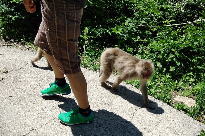 Bike Rentals in Nagano to Explore Snow Monkey Park. - Cancellation Policy and Refunds