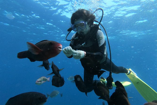 Blue Cave Experience Diving! [Okinawa Prefecture] Feeding & Photo Image Free! English, Chinese Guide Available! 1 Group With a Dedicated Instructor - Included Gear, Feeding, Photos