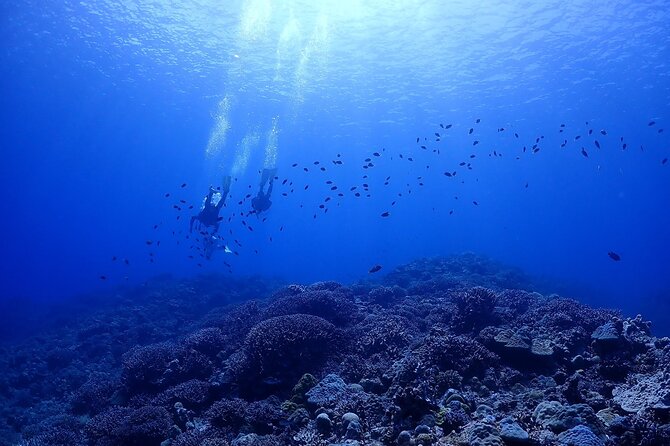 Boat Fundive 2Dives at Minna Isl or Sesoko , Okinawa - Cancellation Policy