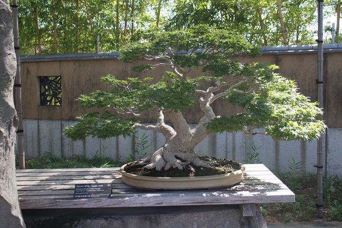 Bonsai Museum & Bonsai Experience - Start Point and Time