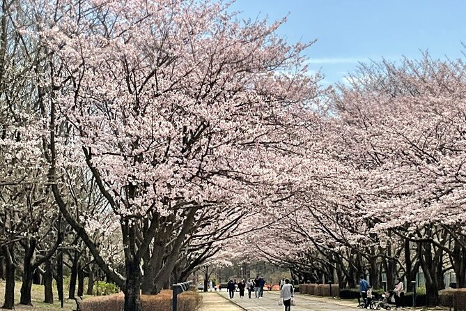 Cherry Blossom Highlights, Asakusa, Ueno, Imperial Palace Garden - Tour Highlights and Itinerary