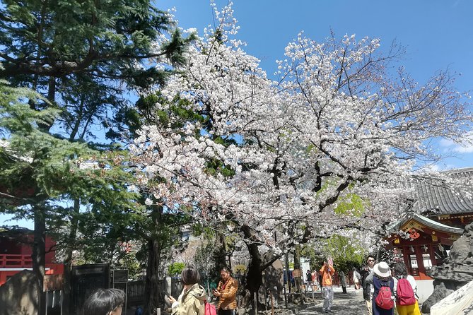 Cherry Blossom Highlights, Asakusa, Ueno & Meiji Shrine - Price Information