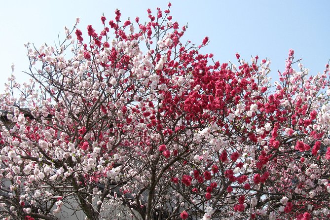 Cherry Blossom Highlights, Asakusa, Ueno, Yanaka - Asakusa Temple and Cherry Blossoms