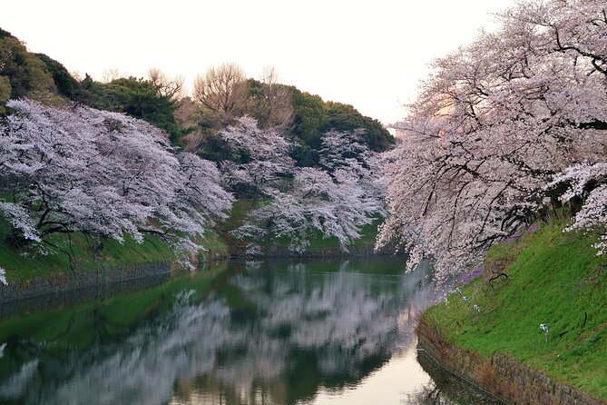 Cherry Blossom Private Tour - Tour Schedule