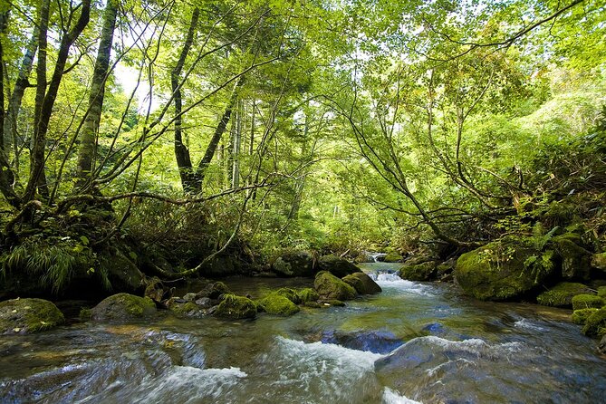 Chitose River Upstream Viewing Tour to Experience Salmon Culture - Itinerary Overview