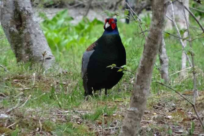 Easygoing Nature Walk in Hakone Tour - What to Expect