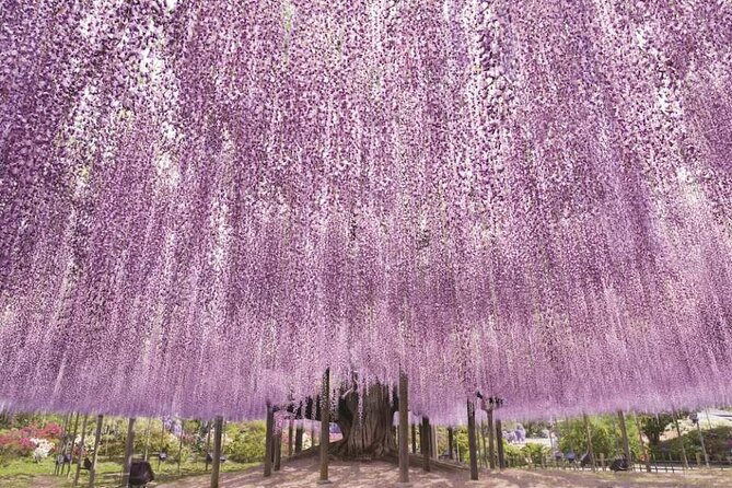 Entry Ticket to Ashikaga Flower Park in Japan - Accessibility and Restrictions