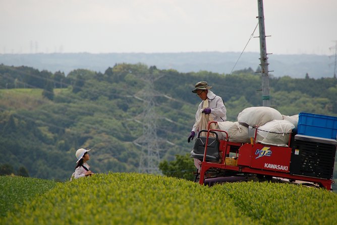 Experience Tea Picking With a Tea Farmer, and Tempura Lunch With Picked Tea Leaves - Tempura Lunch With Tea Leaves