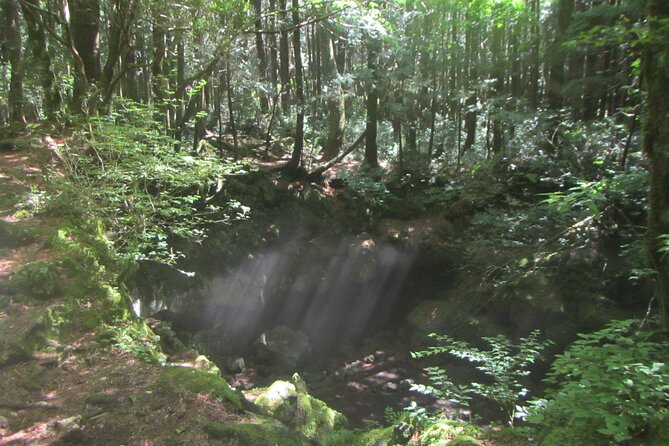 Exploring Mt Fuji Ice Cave and Sea of Trees Forest - Tour Inclusions