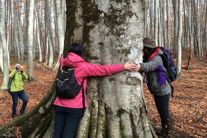 Forest Healing Around the Giant Beech and Katsura Trees - Includes: Private Transportation, Coffee, and Boots