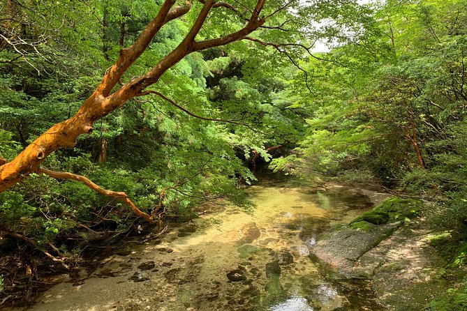 Forest Walk - Inclusions: Coffee, Tea, Lunch, Transportation