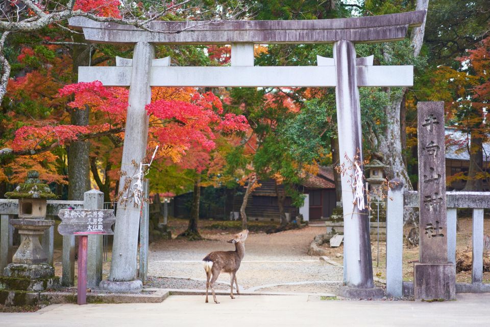 From Kyoto or Osaka: Private Walking Tour Through Nara - Highlights