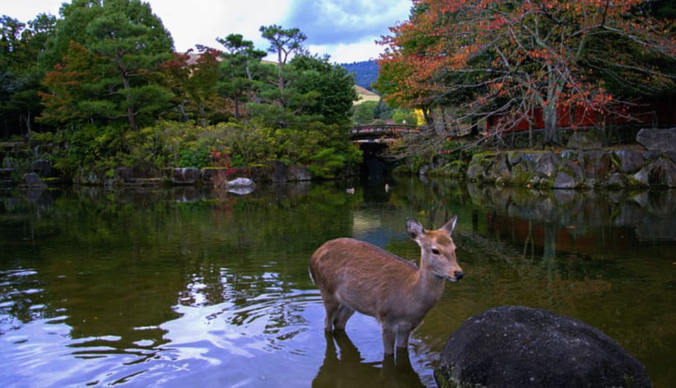 From Osaka: 10-hour Private Custom Tour to Nara - Language Options and Pickup