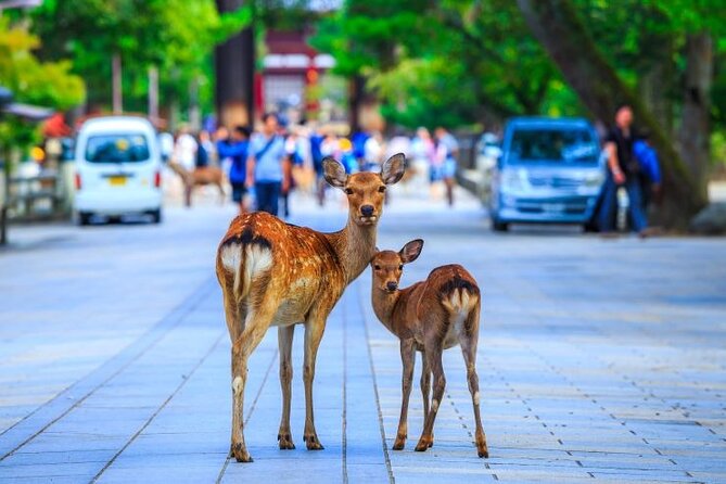 From Osaka 10 Hours Tour With Private Vehicle in Kyoto or Nara - Additional Expenses