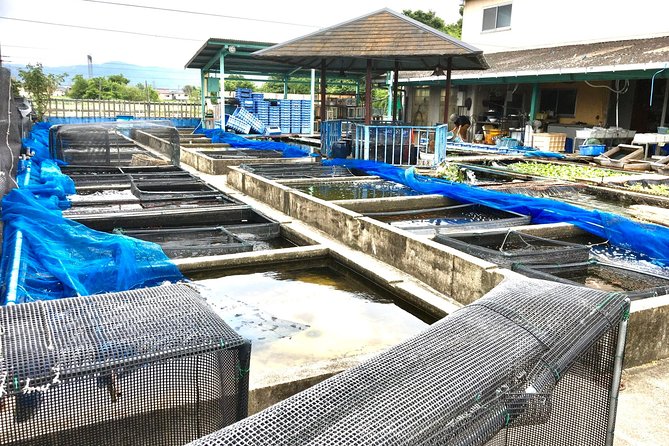 Full-Day Goldfish Unique Experience in Yamato-Koriyama, Nara - Lunch Included