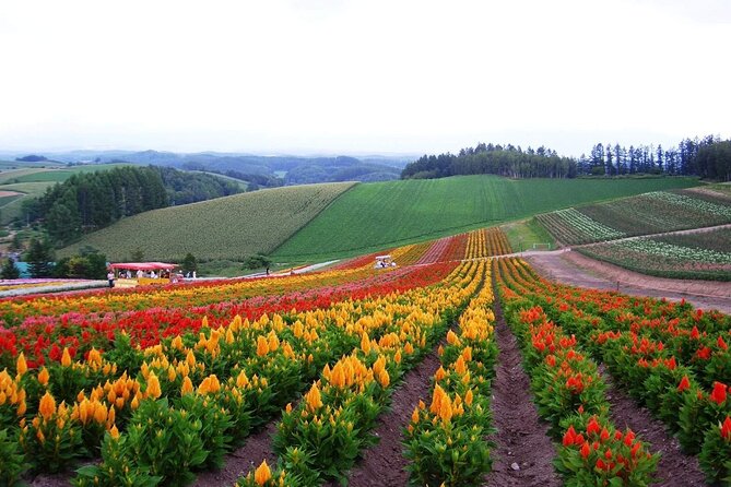 Full Day Tour Hokkaido Biei Green Pond and Furano Flower Sea - Itinerary Highlights