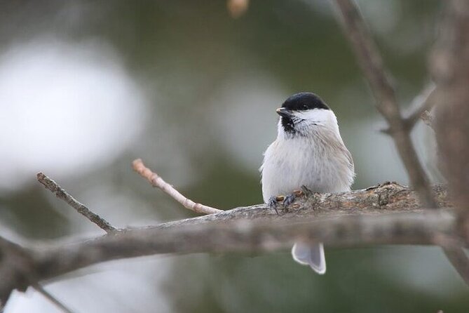 Furepe Waterfall Snowshoe and Wildlife Watching Activity - Meeting and Pickup Details