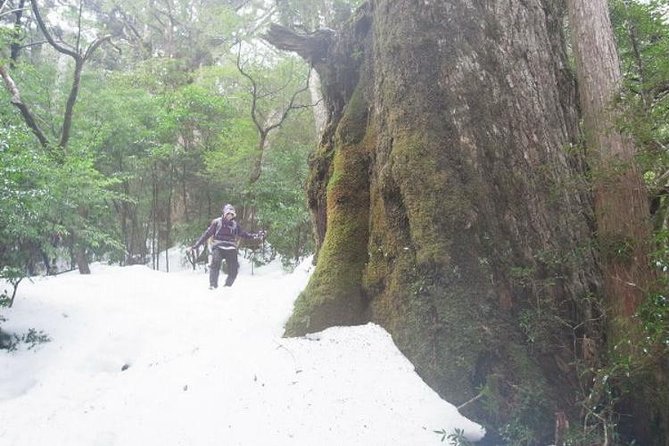 Granite Obelisk in Yakushima Full-Day Trekking Tour - Meeting and Pickup Details