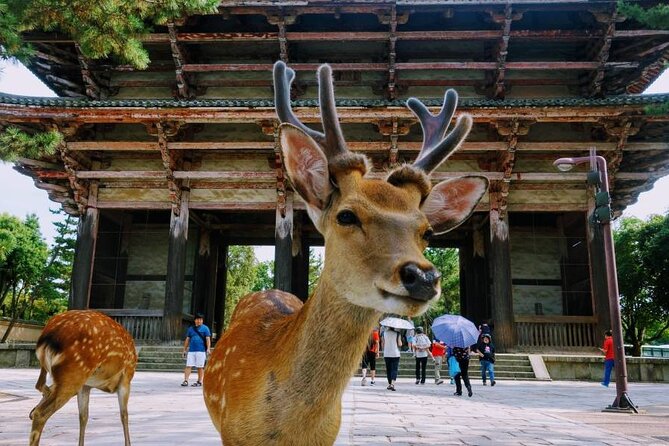 Guided Tour of Todaiji and Nara Park (Guide in Spanish) - Activity Information