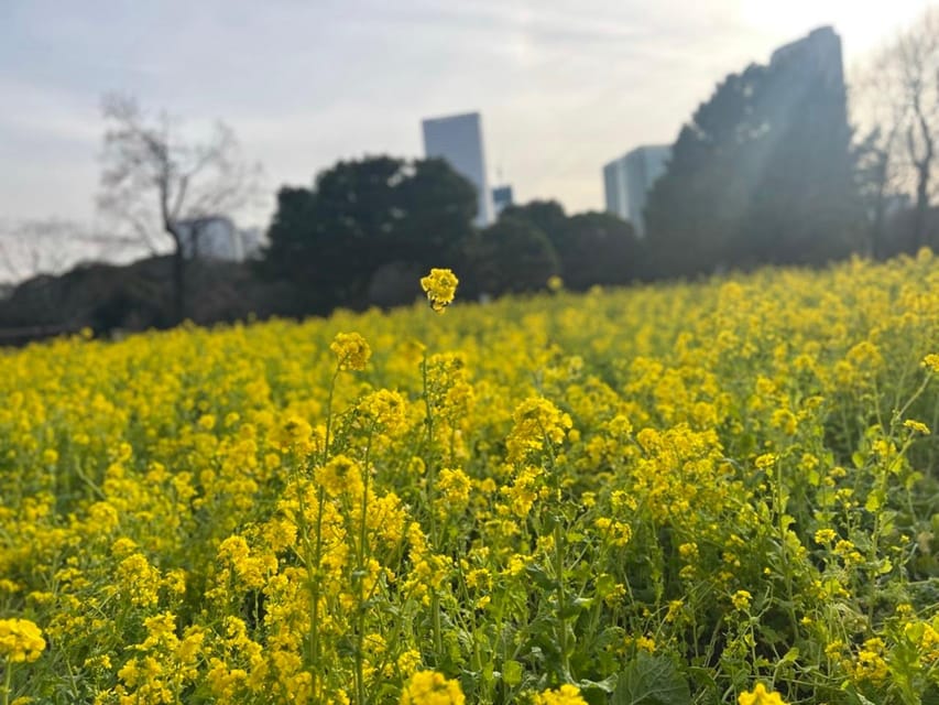 Hama Rikyu Gardens and Surroundings Guided Waking Tour - Activity Description