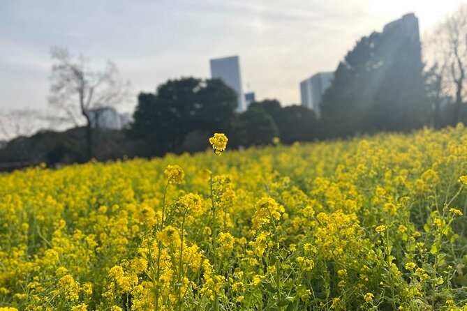 Hama Rikyu Gardens and Surroundings Guided Waking Tour - Garden Meeting and Pickup Experience