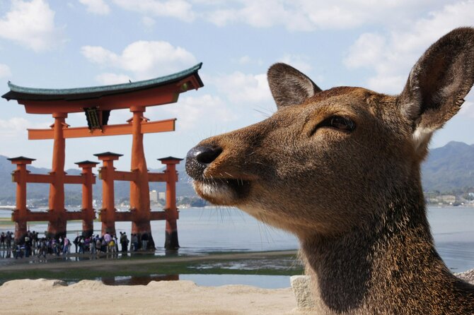 Hiroshima, Miyajima 1 Day Bus With Indian Lunch From Osaka, Kyoto - Confirmation and Accessibility