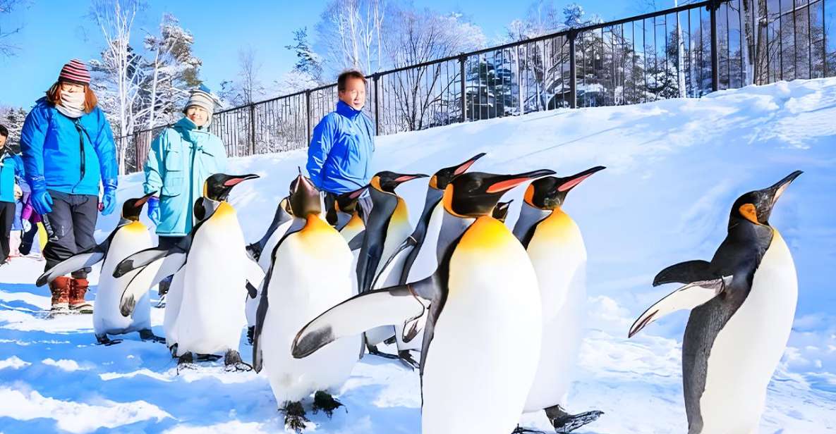 Hokkaido: Asahiyama Zoo, Furano, and Ningle Terrace Tour - Tour Itinerary