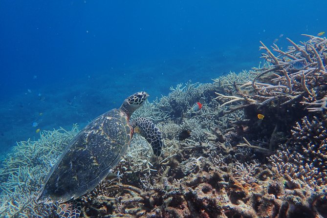 [Iriomote]SUP/Canoe Tour +Snorkeling Tour at Coral Island - What To Expect