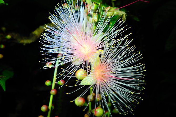 [Ishigaki, Okinawa] Limited-time Sagari-bana Viewing Tour - Price