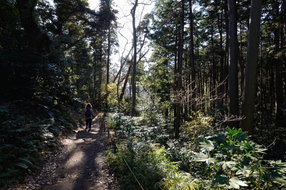 Kamakura: Daibutsu Hiking Trail Tour With Local Guide - Tour Highlights