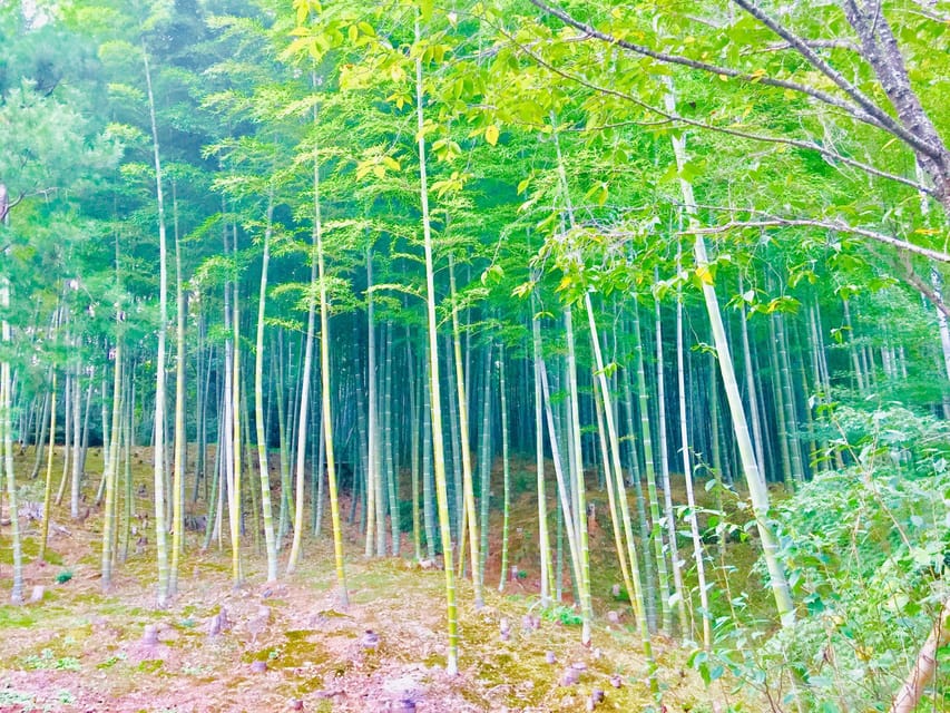 Kyoto, Arashiyama: Bamboo Grove Half-Day Private Guided Tour - Booking Information