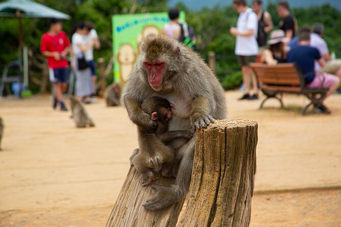 Kyoto: Arashiyama Bamboo, Temple, Matcha, Monkeys & Secret Spots - What to Expect