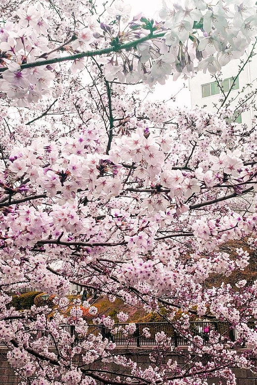 Licensed Guide Tokyo Meguro Cherry Blossom Walking Tour - Booking Information