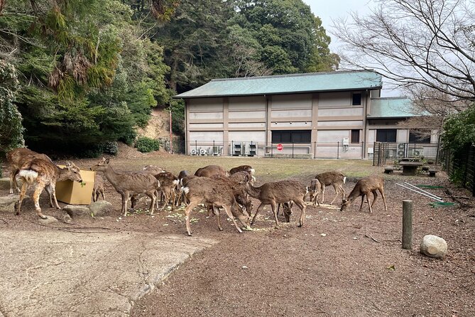 Miyajima Island Tour With Certified Local Guide - Itinerary Details