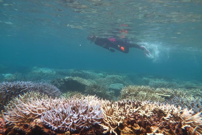 [Miyakojima Snorkel] Private Tour From 2 People Enjoy From 3 Years Old! Enjoy Nemo, Coral and Miyako Blue - Inclusions