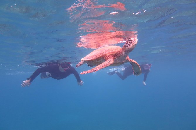 [Miyakojima Snorkel] Private Tour From 2 People Go to Meet Cute Sea Turtle - Meeting Point Information