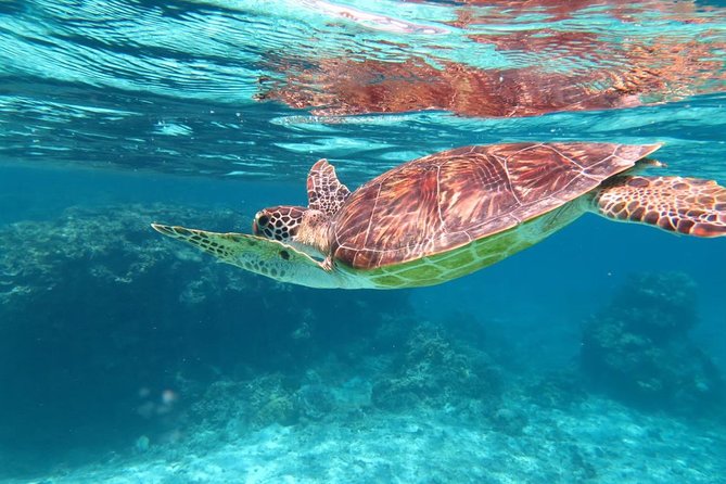 [Miyakojima Snorkel] Private Tour From 2 People Lets Look for Sea Turtles! Snorkel Tour That Can Be Enjoyed From 3 Years Old - Suitable Age and Inclusions