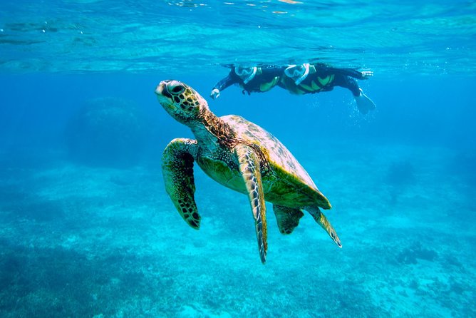 Miyakojima / Snorkel Tour to Swim With Sea Turtles - Meeting Point Details