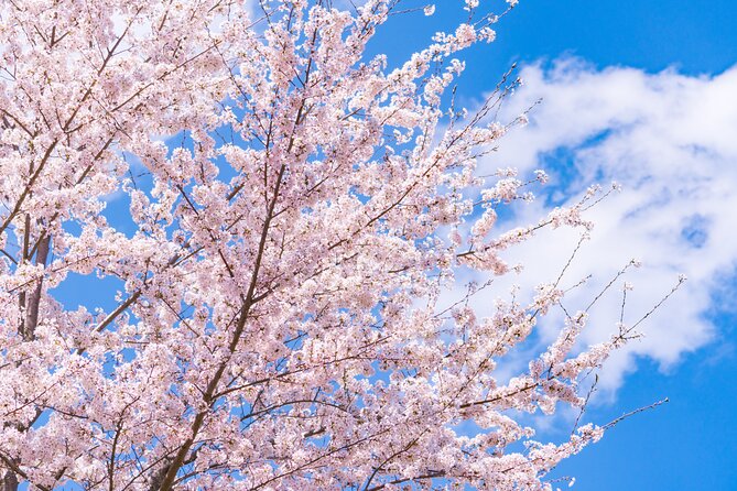 Mt. Fuji Cherry Blossom One Day Tour From Tokyo | Tokyo Ezine