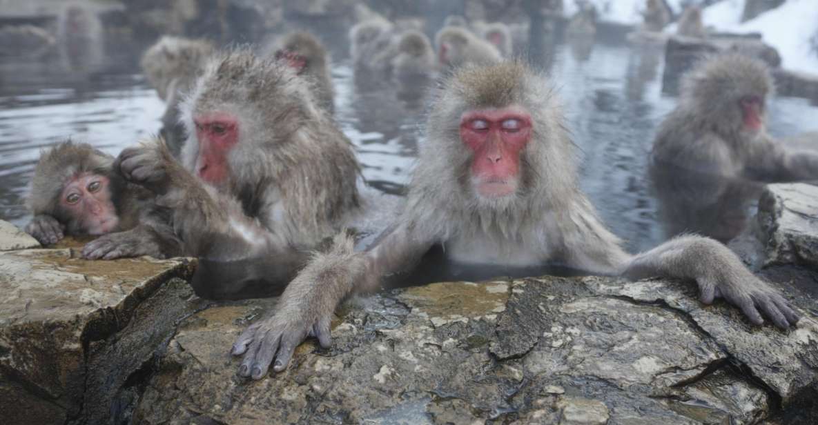 Nagano: Private Transfer Between Station & Snow Monkey Park - Service Highlights