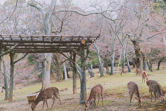 Nara Custom Half Day Tour - Inclusions