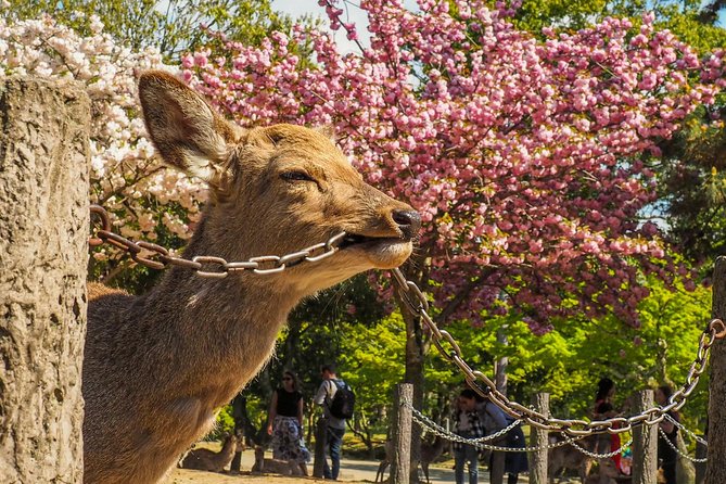 Nara Day Trip From Osaka With a Local: Private & Personalized - Meeting and Pickup Details