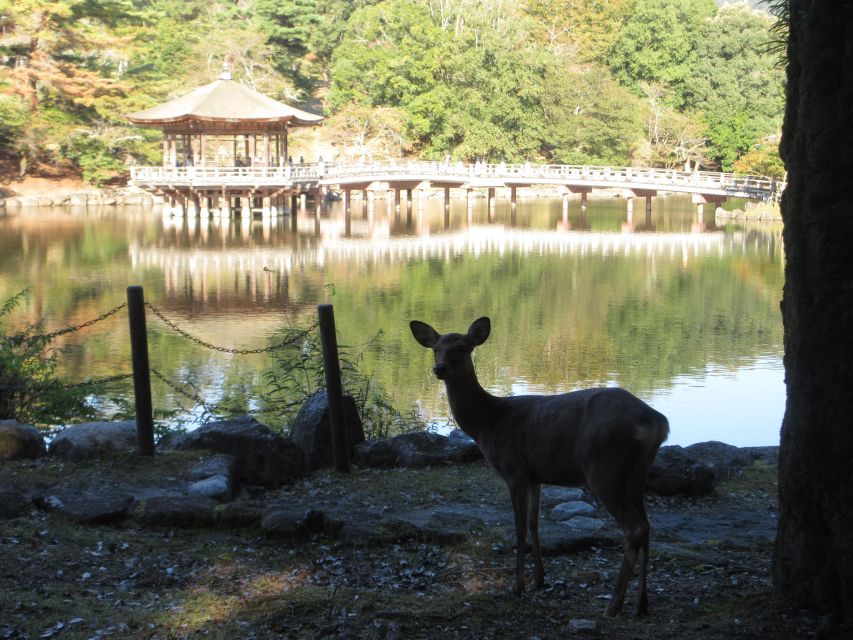 Nara: Giant Buddha, Free Deer in the Park (Italian Guide) - Activity Description