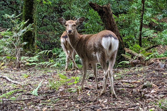 Nara - Heart of Nature Bike Tour - Inclusions and Meeting Point