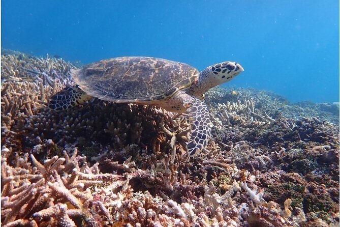 [Okinawa Iriomote] Snorkeling Tour at Coral Island - Meeting and Pickup