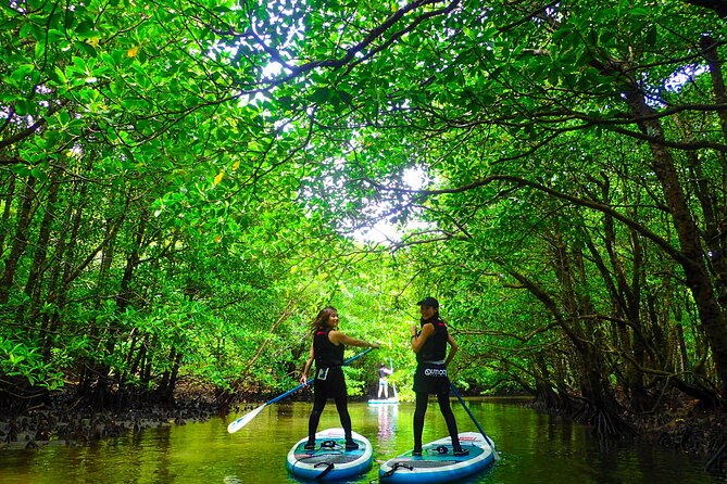 [Okinawa Iriomote] Sup/Canoe Tour in a World Heritage - Pickup Points and Meeting Details