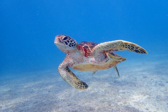 [Okinawa Miyako] Swim in the Shining Sea! Sea Turtle Snorkeling - Pickup & Meeting Details