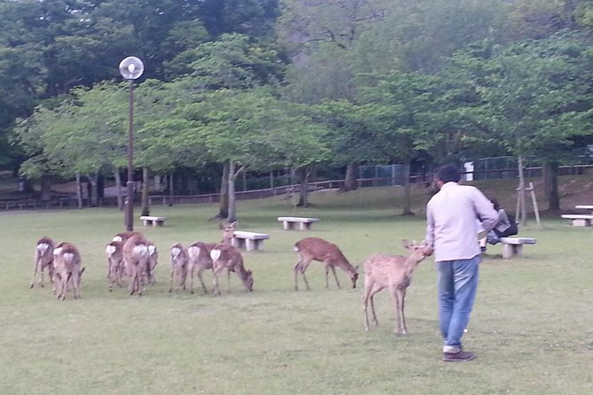 One-Day Tour of Amazing 8th Century Capital Nara - Itinerary Overview